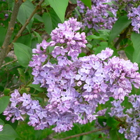 Purple and blue flowers of S. vulgaris 'Wonderblue'