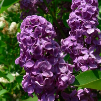 Purple flowers of S. vulgaris 'Ludwig Spaeth'