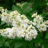 White flowers of S. vulgaris 'Edith Cavell'
