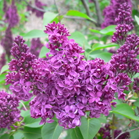 Purple flowers of S. vulgaris 'Mrs W E Marshall'