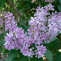 Purple flowers of S. x prestoniae 'Minuet'