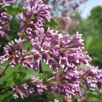 Purple flowers of S. x prestoniae 'Donald Wyman'