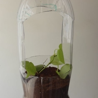 Plant growing in a 2-liter bottle