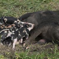 Ossabow Island pig nurses five or six piglets outdoors in the grass, laying on her side