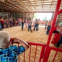 A young boy looks over the railing at the bigger kids showing their pigs in the show ring