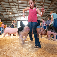 Young 4-H'er takes charge of her pig in the show ring with a determined look on her face. The pig appears to be smiling and enjoying the experience.
