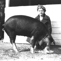 Teen 4-H'er with her pig