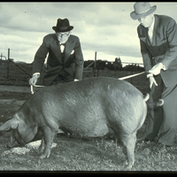Black and white vintage image of two men in hats holding a tape measure up to a very large pig