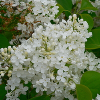 White flowers of S. vulgaris 'Betsy Ross' 