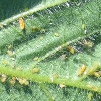tiny yellow insects on the underside of a leaf.