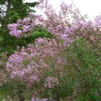 Pink flowers of cut leaf lilac S. xlaciniata
