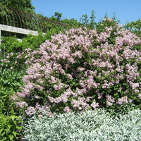 Rounded lilac shrub of S. meyeri