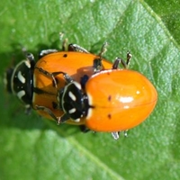 adult lady beetles