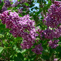 Purple flowers of S. vulgaris 'Sensation'