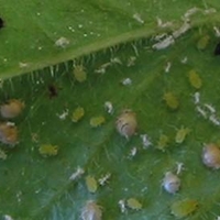 underside of a green leaf with black, tan, greenish yellow and white insects.