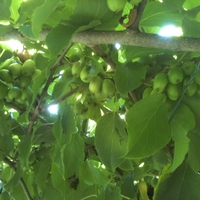 Green kiwiberries growing on tree vine.