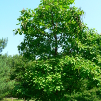 Northern catalpa tree.