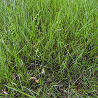 Area of lawn planted in Chewings fescue.