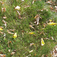 Yellow, brown leaves fallen in green grass