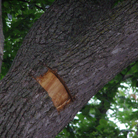 An elm bark with a tiny window cut showing brown streaks in the sapwood