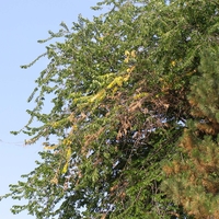 Yellow, brown leaves on an elm tree