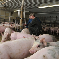 Farmer and educator assess pig health in a swine barn