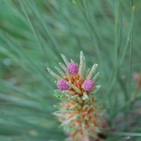 Close up of small purple cones forming on a pine tree