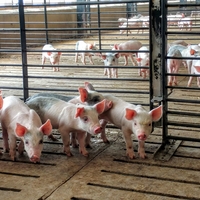 Four pigs in the foreground and another dozen or so pigs in a pen behind them in a swine barn.