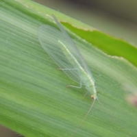 translucent insect with wings and six legs on a leaf.
