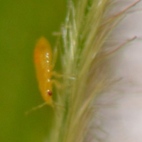 semi-translucent orange insect with red eyes and six legs.