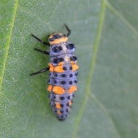 11 segmented blueish gray and orange with black spots and six legs insect.