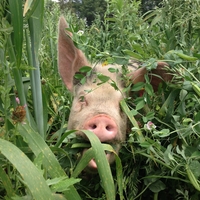 Pig peeking through the grass in an artistic composition with ears flopping around.