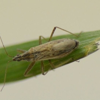 insect with long over shaped body with six legs and two antenna on a green leaf 