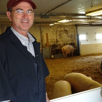 Man in U of M West Central Research and Outreach Center ball cap is in the swine barn with one pig behind him.