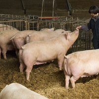 Researcher makes a hand to snout connection with a large pig in the barn.