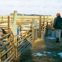 Man with a bucket in each hand and wearing a winter coat heads toward his pigs outdoors. There is patchy snow on the ground.