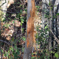 Damage to tree bark from deer rubbing their antlers on them