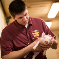 Young man holds up a very small pink piglet and looks at her. He is wearing a U of M veterinary college shirt.