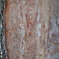 S-shaped damage on tree from emerald ash borer infestation.