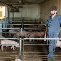 Man in barn suit stands at a rail in the swine barn with pigs around him.
