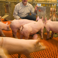 Gerald Shurson with many pigs in barn as they eat dried distillers grains for nutrition