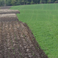 Field that is half alfalfa, half tilled