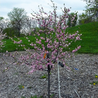 Small tree with pink flowers.