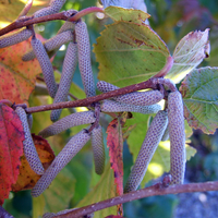 Long catkins on a hazelnut bush in fall.
