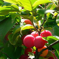 Red plums on a tree.
