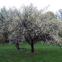 Flowering American plum tree.