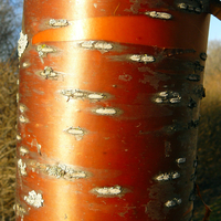 Metalic-looking Amur chokecherry bark.