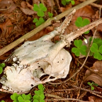 A skull of an animal on the ground.