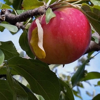 Large, red apple hanging on a tree.
