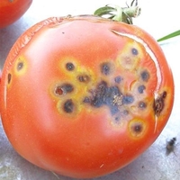 Tomato with brown spots with yellow rings.